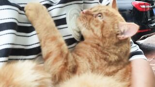 Cat Making Biscuits on a Soft Blanket! 14
