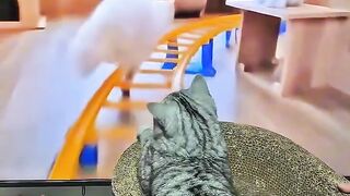 Ultimate Cat Fails Compilation 2026! 16