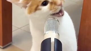Cat Jumping Over 10 Toilet Paper Rolls! 15
