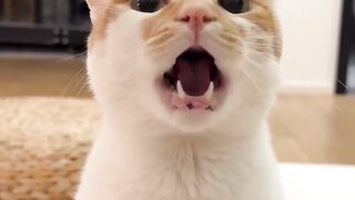Cat Singing a Song! Hilarious Meow! 15
