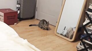 Cat Trying to Drink from the Tap! 16