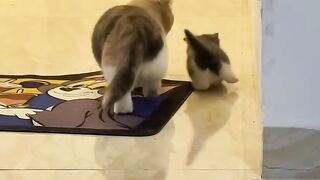 Sleepy Cat Falling off the Couch! 😂 17