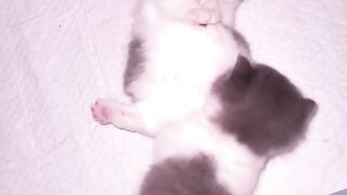 Cat Annoying Older Cat! Funny Sibling Rivalry! 14