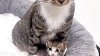 Cat Bringing Owner a Live Mouse! 16