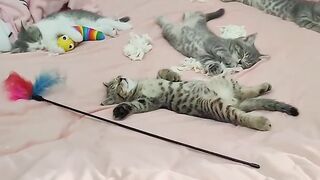 Cat Staring at a Ghost in the Corner? 15