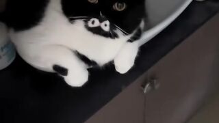 Cat Sliding on Hardwood Floor! 15
