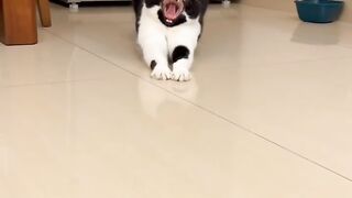 Cat Refuses to Let Owner Work! 16