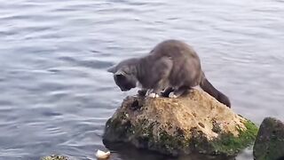 Cat Ringing a Bell for Treats! 16