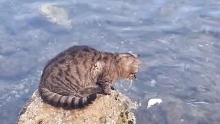 Cat Sneaking Up on a Toy Mouse! 16