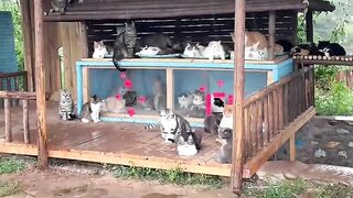 Cat Trying to Fit in a Tiny Shoe! 15
