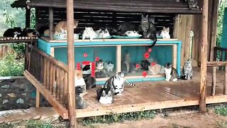 Cat Waking Up Confused! Where Am I? 16