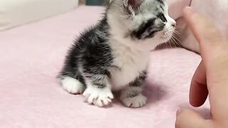 Cat Enjoying a Gentle Brushing! ASMR! 17