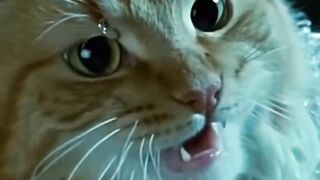 Cat Hissing at its Own Reflection! 14