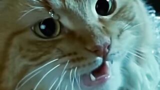 Cat Trying to Catch Snowflakes! ❄️ 31