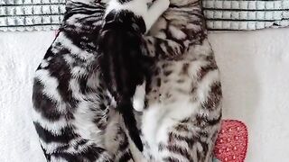 Cat Sleeping in the Weirdest Position Ever! 16