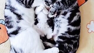 Cat Protecting Owner from a Bug! 17