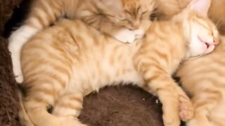 Cat Trying to Catch the Printer Paper! 17