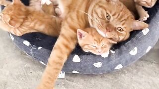 Cat Smiling for the Camera! 📸 17