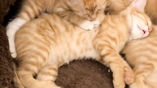 Cat Sliding into a Box like a Boss! 16