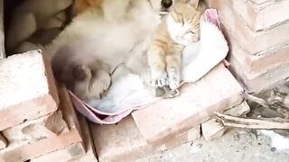 Cat Refusing to Wake Up! Heavy Sleeper! 16