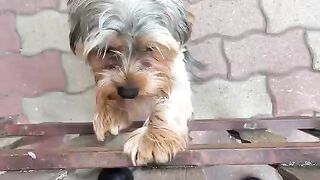 A dog coming up to a person and standing against a small gate