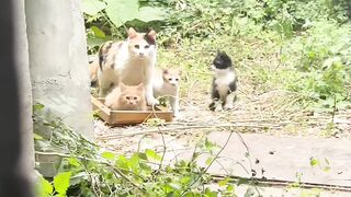 Cat Reacts to Owner's Sneeze! 15