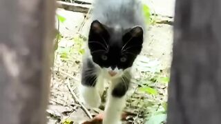 Cat Tangled in the Window Blinds! 16