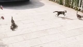 Cat Steals a Slice of Pizza! 🍕 15