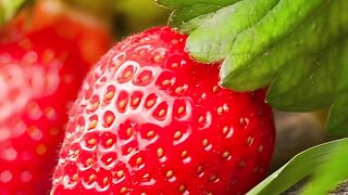 Giant strawberry plant link in desc
