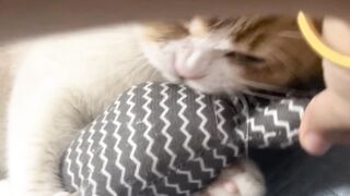 Cat Tries to Fit in a Tiny Box! 15
