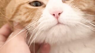 Cat Meets a Baby Chick! 🐥 16