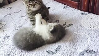 Cat Refuses to Walk on a Leash! 18