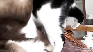 Cat Trying to Catch Snowflakes! ❄️ 32