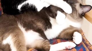 Cat Stealing Owner's Socks! 15