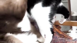 Cat Smelling a Lemon! 😂 15