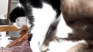 Cat Hugging its Best Friend! 15