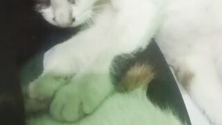 Adorable Kitties Caught on Camera: Pure Cuteness Overload!