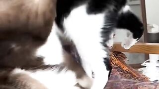 Cat Jumping over a High Gate! 15