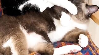 Cat Watching a Horror Movie! 16