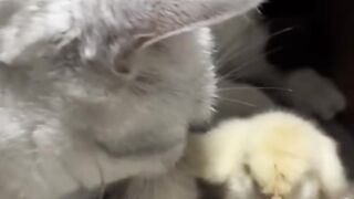 Kitten's First Time Trying Wet Food! 16