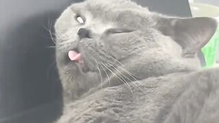 Cat Begging for a Piece of Ham! 16