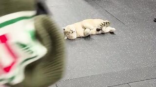Cat Trying to Open the Door Knob! 16