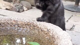 Cat Trying to Hide under a Tiny Rug! 13
