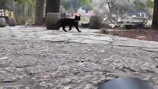 Cat Jumping into a Pile of Leaves! 15