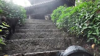 Cat Staring at a Ghost in the Hallway! 13
