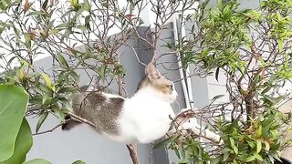 Cat Stealing a Hair Tie! 16