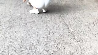 Cat Fighting its Own Tail in Circles! 13