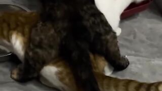 Cat Scared by a Toaster Popping! 11