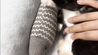 Cat Loving the Hair Dryer Warmth! 12
