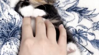 Cat Wearing a Tiny Winter Hat! 11